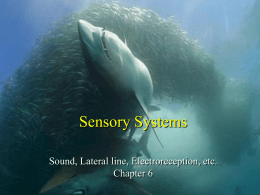 Sensory Systems Sound, Lateral line, Electroreception, etc. Chapter 6
