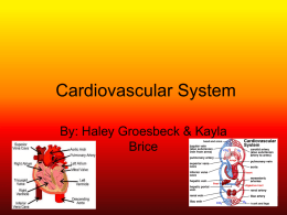 Cardiovascular System By: Haley Groesbeck &amp; Kayla Brice