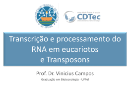Transcrição e processamento do RNA em eucariotos e Transposons Prof. Dr. Vinicius Campos