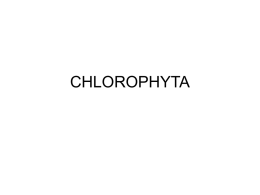 CHLOROPHYTA