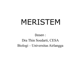 MERISTEM Dosen : Dra Thin Soedarti, CESA Biologi – Universitas Airlangga