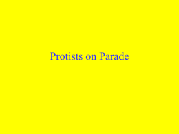 Protists on Parade