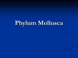 Phylum Mollusca