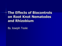The Effects of Biocontrols on Root Knot Nematodes and Rhizobium By Joseph Toole
