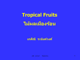 Tropical Fruits ไม้ผลเมืองร้อน เกศิณี  ระมิงค์วงศ์ เกศิณี ระมิงค์วงศ์