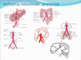 Ischemia intestinale: anatomia