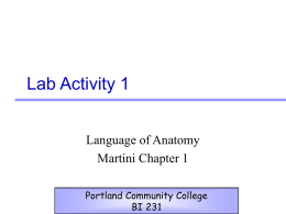 Lab Activity 1 Language of Anatomy Martini Chapter 1 Portland Community College
