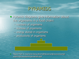 PYRAMIDS • Pyramid diagrams give information about the organisms in a food chain: