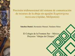 Precisión tridimensional del sistema de comunicación Scaptotrigona mexicana