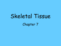 Skeletal Tissue Chapter 7