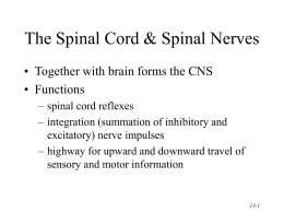 The Spinal Cord &amp; Spinal Nerves • Functions