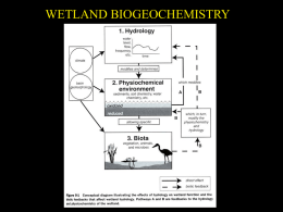 WETLAND BIOGEOCHEMISTRY