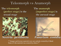 Teleomorph vs Anamorph Nectria Fusarium perithecia