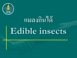 แมลงกินได้ Edible insects NR.
