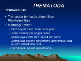 TREMATODA • Trematoda termasuk dalam filum Platyhelminthes