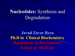 Nucleotides: Degradation Javad Zavar Reza Ph.D in  Clinical Biochemistry