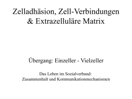 Zelladhäsion, Zell-Verbindungen &amp; Extrazelluläre Matrix Übergang: Einzeller - Vielzeller Das Leben im Sozialverband: