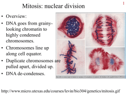 Mitosis: nuclear division