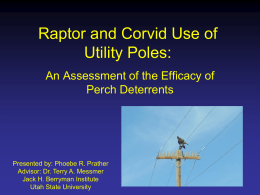 Raptor and Corvid Use of Utility Poles: Perch Deterrents