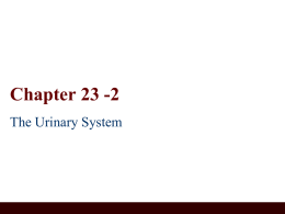Chapter 23 -2 The Urinary System
