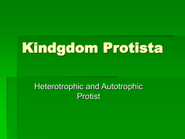 Kindgdom Protista Heterotrophic and Autotrophic Protist