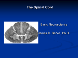 The Spinal Cord Basic Neuroscience James H. Baños, Ph.D.