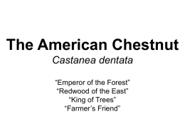 The American Chestnut Castanea dentata “Emperor of the Forest” “Redwood of the East”