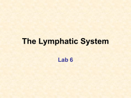 The Lymphatic System Lab 6