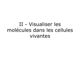 II - Visualiser les molécules dans les cellules vivantes