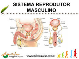 SISTEMA REPRODUTOR MASCULINO www.andremaiabio.com.br
