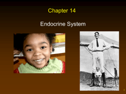 Chapter 14 Endocrine System 1