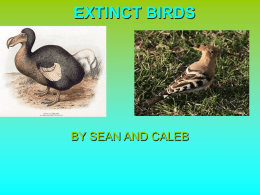 EXTINCT BIRDS BY SEAN AND CALEB