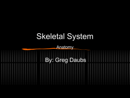 Skeletal System By: Greg Daubs Anatomy
