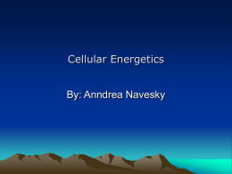 Cellular Energetics By: Anndrea Navesky