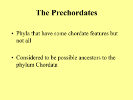 The Prechordates