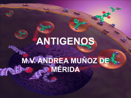 ANTIGENOS ŇOZ DE M.V. ANDREA MU MÉRIDA