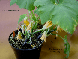 Cucurbita (Squash) Plant Anatomy James Craig