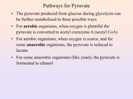 Pathways for Pyruvate