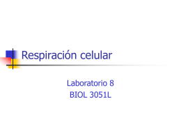 Respiración celular Laboratorio 8 BIOL 3051L