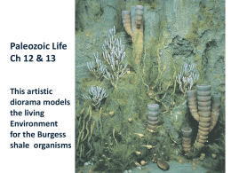 Paleozoic Life Ch 12 &amp; 13 This artistic diorama models