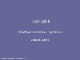 Capitulo 6 El Sistema Esquelético: Tejido Óseo Lecture Outline