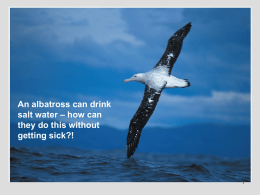 An albatross can drink – how can salt water they do this without