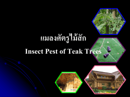 แมลงศัตรูไม้สัก Insect Pest of Teak Trees