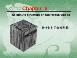 Chapter  6 The minute structure of coniferous woods 针叶树材的微观结构