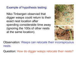 Niko Tinbergen observed that digger wasps could return to their