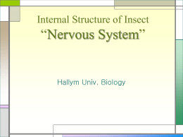 “Nervous System” Internal Structure of Insect Hallym Univ. Biology