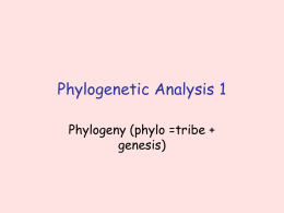 Phylogenetic Analysis 1 Phylogeny (phylo =tribe + genesis)