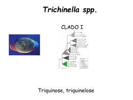 Trichinella spp. CLADO I Triquinose, triquinelose