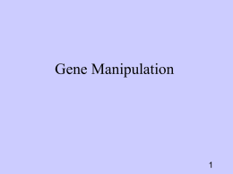 Gene Manipulation 1