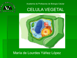 CELULA VEGETAL María de Lourdes Yáñez López